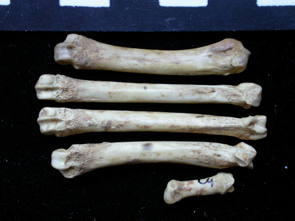 Metacarpals (8478 visits) Vulpes vulpes - Young adult - Left elementsCollection: Maison Méditerranéenne des Sciences de l'H... Metacarpals