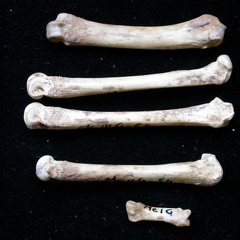 Metacarpals (8470 visits) Vulpes vulpes - Young adult - Left elementsCollection: Maison Méditerranéenne des Sciences de l'H... Metacarpals