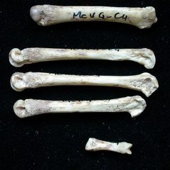 Metacarpals (8293 visits) Vulpes vulpes - Young adult - Left elementsCollection: Maison Méditerranéenne des Sciences de l'H... Metacarpals