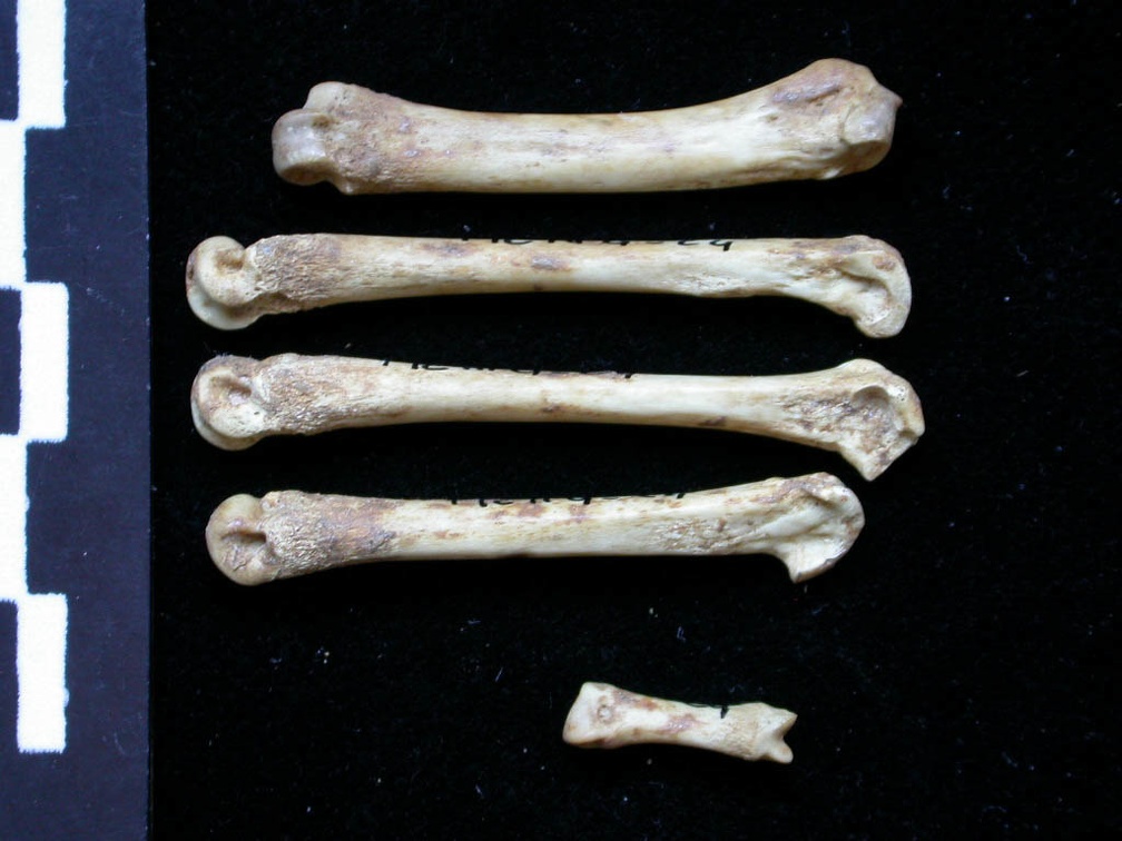 Metacarpianos (8355 visitas) Vulpes vulpes - Joven adulto - Elementos izquierdosColección : Maison Méditerranéenne des Scienc... Metacarpianos