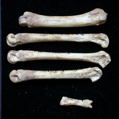 Metacarpals (8377 visits) Vulpes vulpes - Young adult - Left elementsCollection: Maison Méditerranéenne des Sciences de l'H... Metacarpals