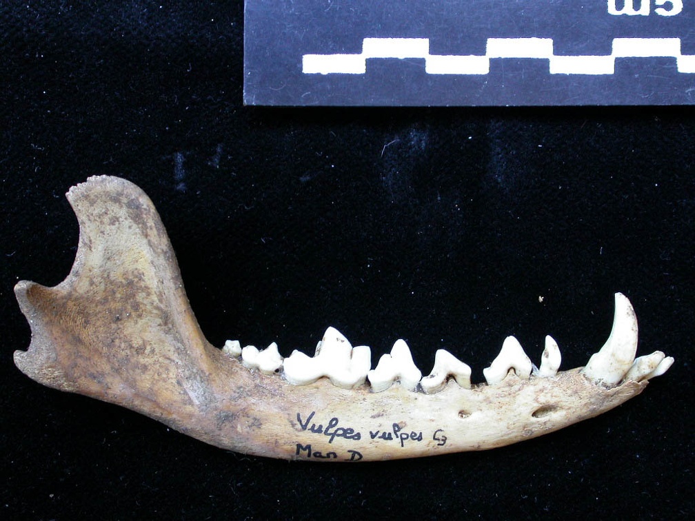 Mandibule (8750 visites) Vulpes vulpes - Adulte - Élément droitCollection : Maison Méditerranéenne des Sciences de l'Homm... Mandibule