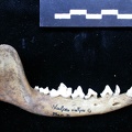 Mandibule (8834 visites) Vulpes vulpes - Adulte - Élément droitCollection : Maison Méditerranéenne des Sciences de l'Homm... Mandibule