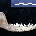 Mandibule