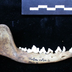 Mandibule (8728 visites) Vulpes vulpes - Adulte - Élément droitCollection : Maison Méditerranéenne des Sciences de l'Homm... Mandibule