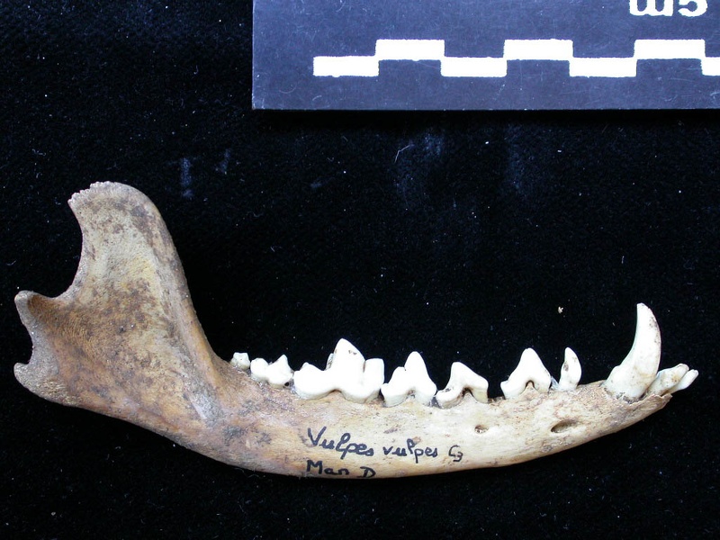 Mandibule (8808 visites) Vulpes vulpes - Adulte - Élément droitCollection : Maison Méditerranéenne des Sciences de l'Homm... Mandibule