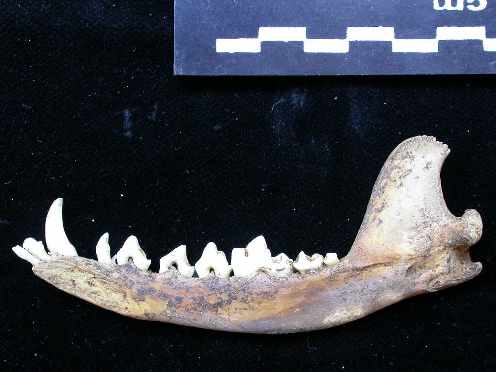 Mandibule (7228 visites) Vulpes vulpes - Adulte - Élément droitCollection : Maison Méditerranéenne des Sciences de l'Homm... Mandibule