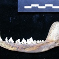 Mandibule (7559 visites) Vulpes vulpes - Adulte - Élément droitCollection : Maison Méditerranéenne des Sciences de l'Homm... Mandibule