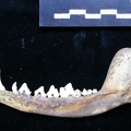 Mandible