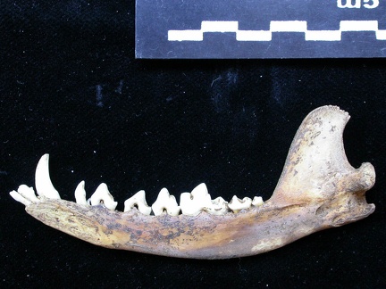 Mandibule (7205 visites) Vulpes vulpes - Adulte - Élément droitCollection : Maison Méditerranéenne des Sciences de l'Homm... Mandibule