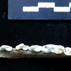 Mandibule (6854 visites) Vulpes vulpes - Adulte - Élément droitCollection : Maison Méditerranéenne des Sciences de l'Homm... Mandibule