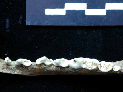 Mandibule (6855 visites) Vulpes vulpes - Adulte - Élément droitCollection : Maison Méditerranéenne des Sciences de l'Homm... Mandibule