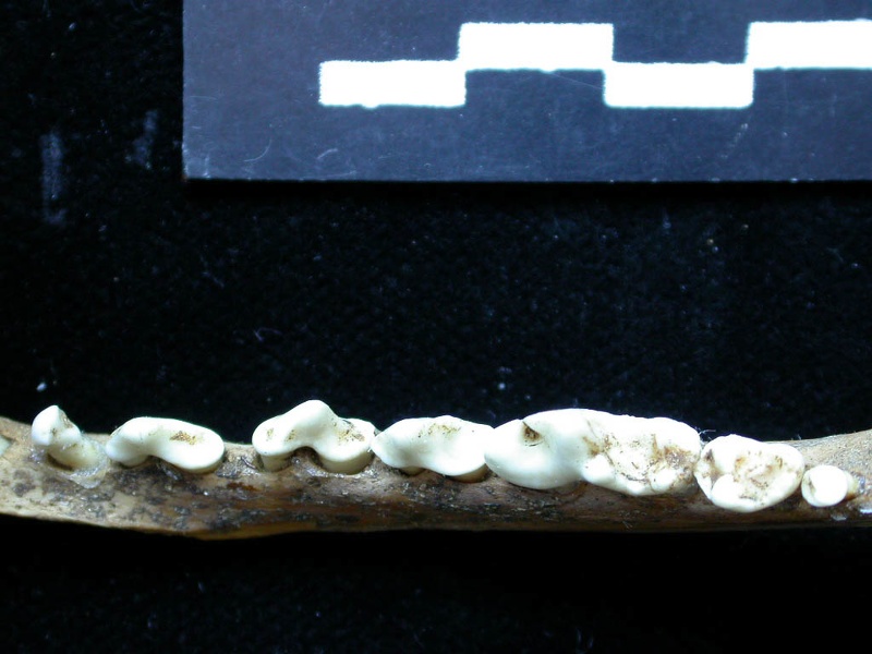 Mandibule (6868 visites) Vulpes vulpes - Adulte - Élément droitCollection : Maison Méditerranéenne des Sciences de l'Homm... Mandibule