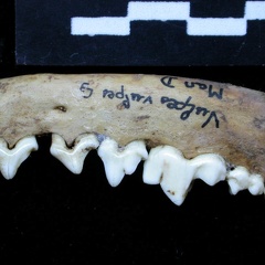 Mandibule (7083 visites) Vulpes vulpes - Adulte - Élément droitCollection : Maison Méditerranéenne des Sciences de l'Homm... Mandibule