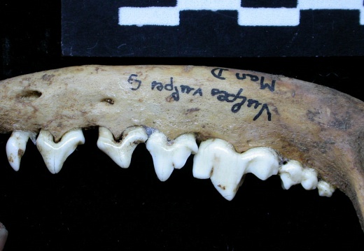 Mandible