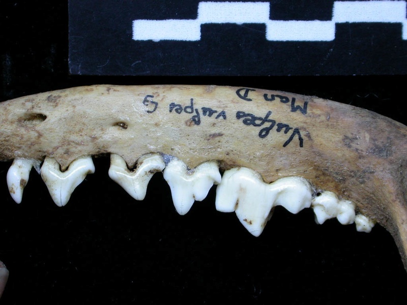 Mandibule (7102 visites) Vulpes vulpes - Adulte - Élément droitCollection : Maison Méditerranéenne des Sciences de l'Homm... Mandibule