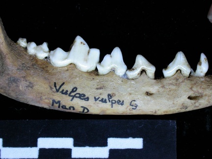 Mandibule (6908 visites) Vulpes vulpes - Adulte - Élément droitCollection : Maison Méditerranéenne des Sciences de l'Homm... Mandibule