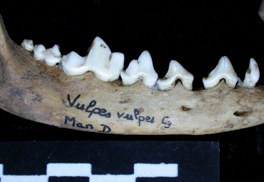 Mandibule (6878 visites) Vulpes vulpes - Adulte - Élément droitCollection : Maison Méditerranéenne des Sciences de l'Homm... Mandibule