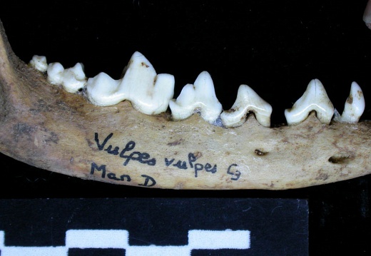 Mandible