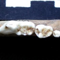 Dentition inférieure (7114 visites) Vulpes vulpes - Adulte - Élément droitCollection : Maison Méditerranéenne des Sciences de l'Homm... Dentition inférieure