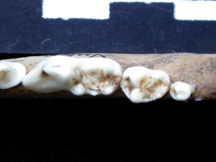 Dentition inférieure (6871 visites) Vulpes vulpes - Adulte - Élément droitCollection : Maison Méditerranéenne des Sciences de l'Homm... Dentition inférieure