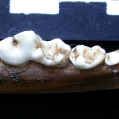 Lower teeth (6691 visits) Vulpes vulpes - Adult - Right element - Collection: Maison Méditerranéenne des Sciences de l'Homm... Lower teeth