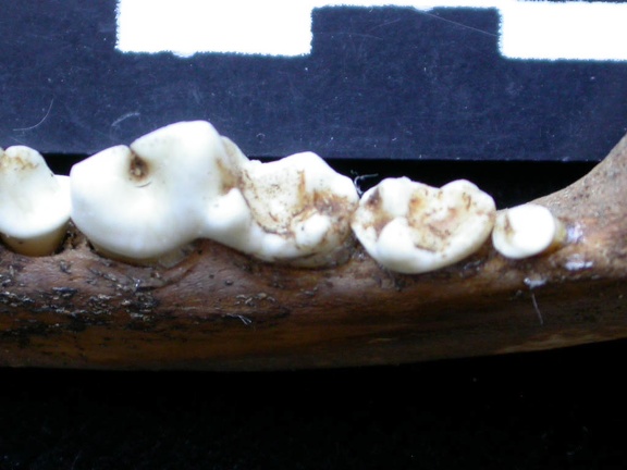 Dentition inférieure (6775 visites) Vulpes vulpes - Adulte - Élément droitCollection : Maison Méditerranéenne des Sciences de l'Homm... Dentition inférieure