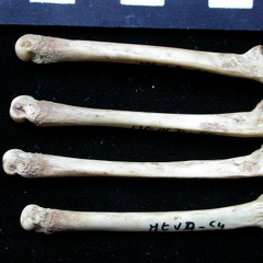 Metatarsals (8621 visits) Vulpes vulpes - Young adult - Right elementsCollection: Maison Méditerranéenne des Sciences de l'... Metatarsals