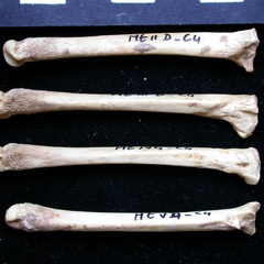 Metatarsals (8566 visits) Vulpes vulpes - Young adult - Right elementsCollection: Maison Méditerranéenne des Sciences de l'... Metatarsals