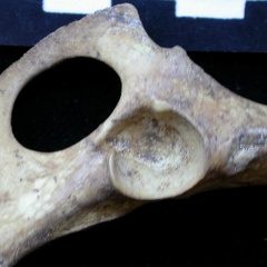 Coxal: acetabulum (11136 visits) Vulpes vulpes - Young adult - Left elementCollection: Maison Méditerranéenne des Sciences de l'Ho... Coxal: acetabulum