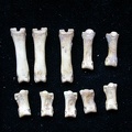 Phalanges (7366 visites) Vulpes vulpes - Jeune adulteCollection : Maison Méditerranéenne des Sciences de l'Homme (MMSH) / B... Phalanges