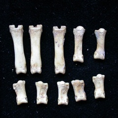 Phalanges (7292 visites) Vulpes vulpes - Jeune adulteCollection : Maison Méditerranéenne des Sciences de l'Homme (MMSH) / B... Phalanges