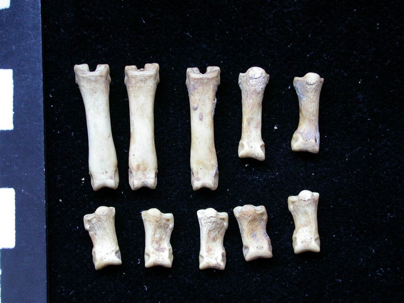 Phalanges (7294 visites) Vulpes vulpes - Jeune adulteCollection : Maison Méditerranéenne des Sciences de l'Homme (MMSH) / B... Phalanges