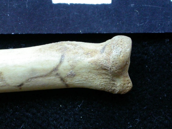 Radius: proximale part (6377 visits) Vulpes vulpes - Young adult - Right elementCollection: Maison Méditerranéenne des Sciences de l'H... Radius: proximale part