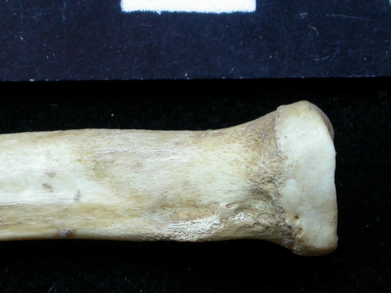 Radius: proximale part (6183 visits) Vulpes vulpes - Young adult - Right elementCollection: Maison Méditerranéenne des Sciences de l'H... Radius: proximale part