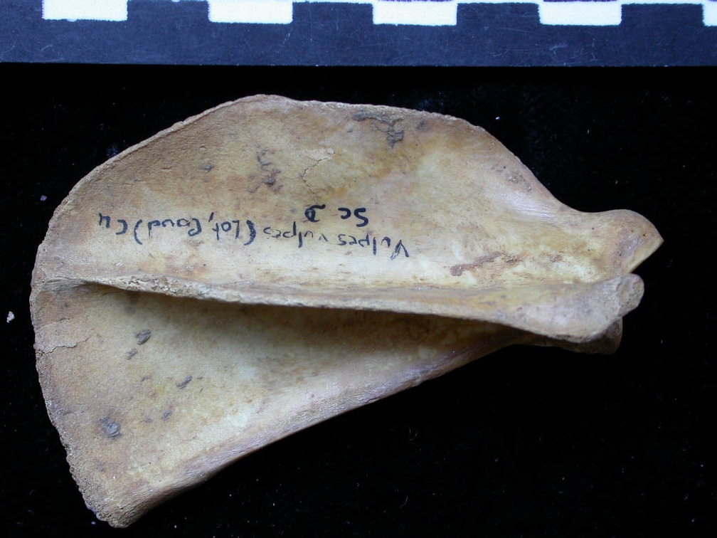 Scapula : vue latérale (6641 visites) Vulpes vulpes - Jeune adulte - Élément droitCollection : Maison Méditerranéenne des Sciences de ... Scapula : vue latérale