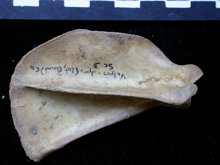 Scapula : vue latérale (6624 visites) Vulpes vulpes - Jeune adulte - Élément droitCollection : Maison Méditerranéenne des Sciences de ... Scapula : vue latérale