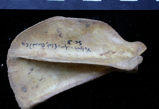 Scapula : vue latérale