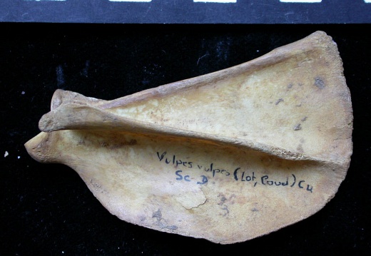 Scapula : vue latérale