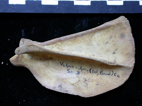 Scapula : vue latérale (6498 visites) Vulpes vulpes - Jeune adulte - Élément droitCollection : Maison Méditerranéenne des Sciences de ... Scapula : vue latérale