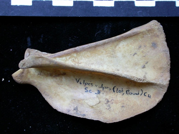 Scapula : vue latérale