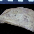 Scapula : vue médiale (6383 visites) Vulpes vulpes - Jeune adulte - Élément droitCollection : Maison Méditerranéenne des Sciences de ... Scapula : vue médiale