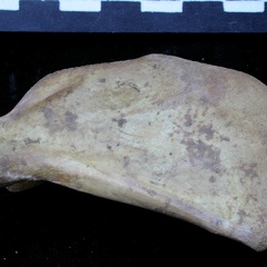 Scapula : vue médiale (6302 visites) Vulpes vulpes - Jeune adulte - Élément droitCollection : Maison Méditerranéenne des Sciences de ... Scapula : vue médiale