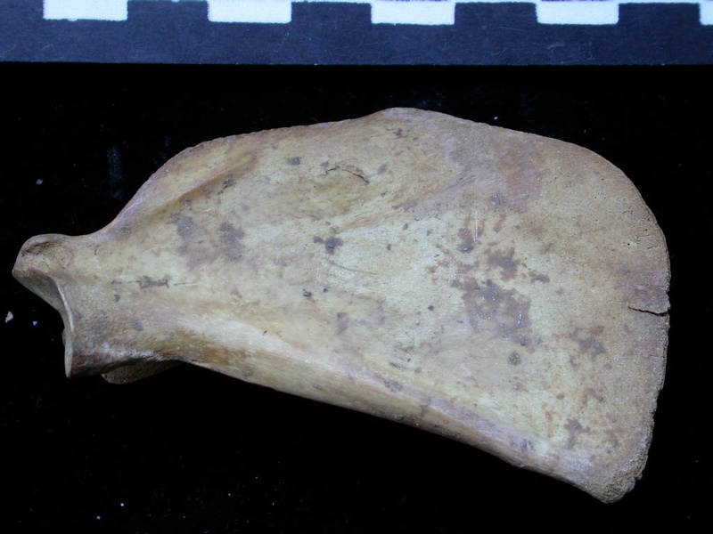 Scapula : vue médiale (6308 visites) Vulpes vulpes - Jeune adulte - Élément droitCollection : Maison Méditerranéenne des Sciences de ... Scapula : vue médiale