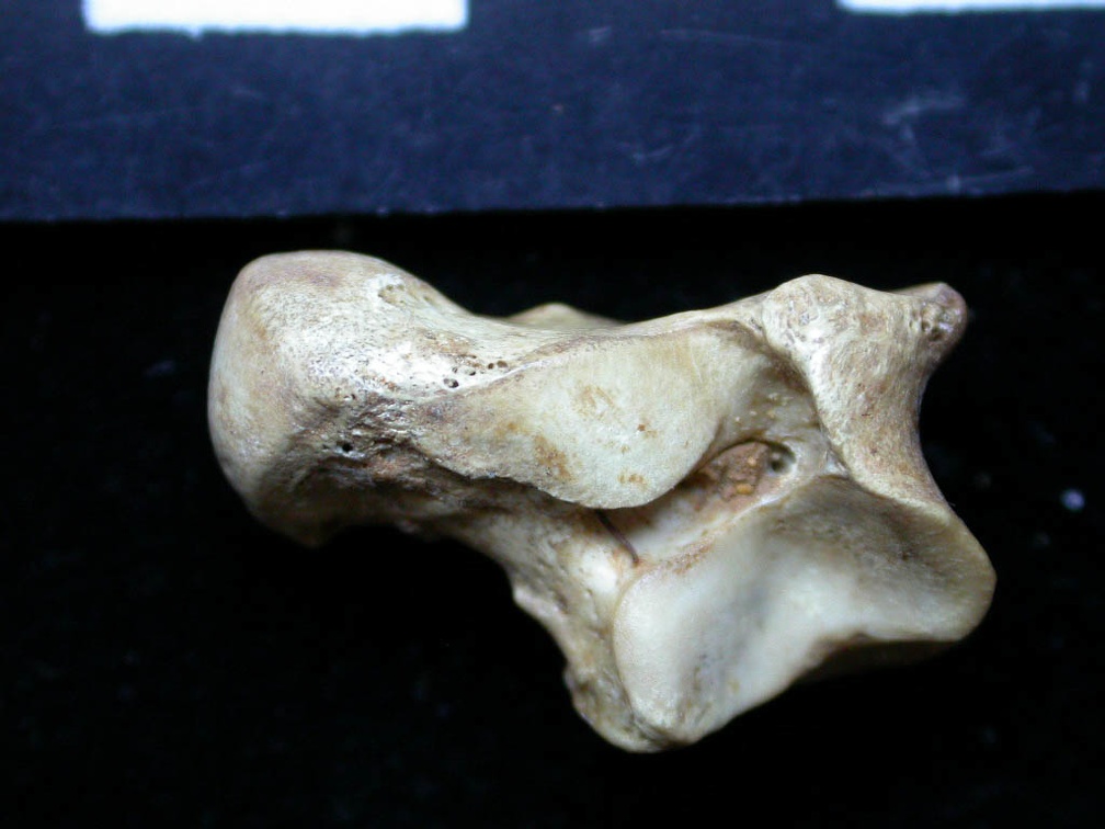 Talus (8648 visites) Vulpes vulpes - Jeune adulte - Élément droitCollection : Maison Méditerranéenne des Sciences de ... Talus