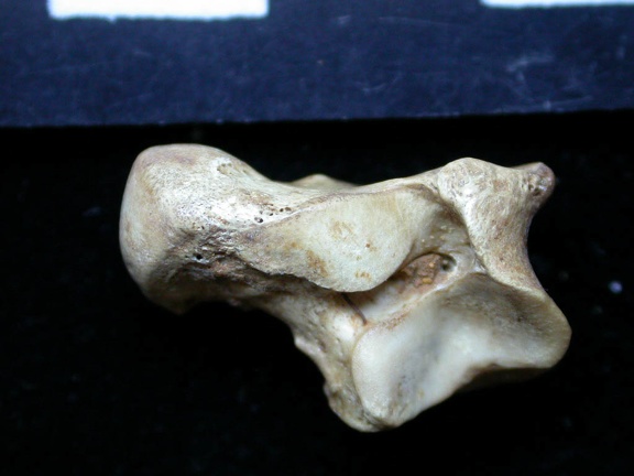 Talus (8694 visites) Vulpes vulpes - Jeune adulte - Élément droitCollection : Maison Méditerranéenne des Sciences de ... Talus