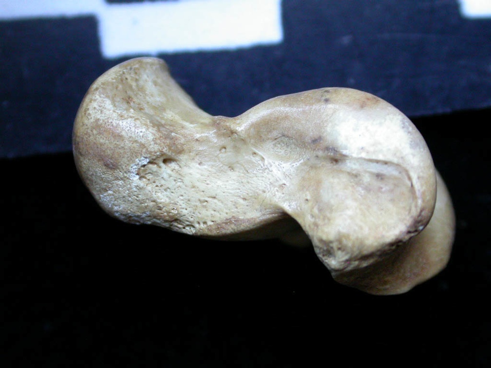 Talus (8454 visitas) Vulpes vulpes - Joven adulto - Elemento derechoColección : Maison Méditerranéenne des Sciences d... Talus