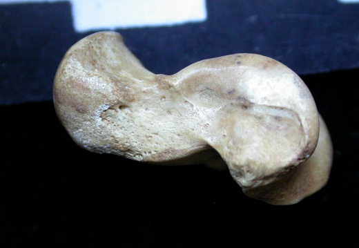 Talus (8454 visites) Vulpes vulpes - Jeune adulte - Élément droitCollection : Maison Méditerranéenne des Sciences de ... Talus