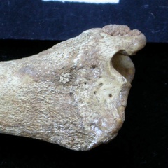 Tibia : partie distale (6574 visites) Vulpes vulpes - Jeune adulte - Élément droitCollection : Maison Méditerranéenne des Sciences de ... Tibia : partie distale