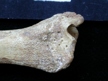 Tibia : partie distale (6574 visites) Vulpes vulpes - Jeune adulte - Élément droitCollection : Maison Méditerranéenne des Sciences de ... Tibia : partie distale